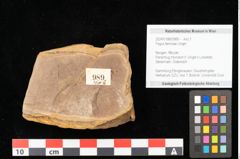 Foto (Objekt + Etikett) von Fagus sp. (NHMW-GEO-2024-0188-0989)